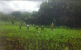 Petani Mulai Sibuk Di Ladang